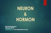 NEURON & HORMON - unita.lecture.ub.ac.idunita.lecture.ub.ac.id/files/2016/09/5.-NEURON-HORMON.pdf · memiliki nukleus adalah sel darah merah) ... Ujung cabang-cabang akson yang membesar