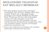 MEKANISME TRANSPOR ZAT MELALUI MEMBRAN… · PPT file · Web view · 2013-12-16Transpor aktif berjalan dari larutan yang memiliki konsentrasi rendah ke larutan yang memiliki ...