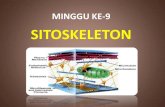 MINGGU KE-9 SITOSKELETON - · PDF file•Kekakuan sitoplasma •Elastisitas penonjolan seluler •Kontrol viskositas sitoplasma •Mendukung perluasan membran Elastisitas dan resistensi