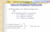 Mikrob Penghasil Nukleotida - · PDF fileTerapi kanker. Struktur: Biosintesis:-dimulai dr PRPP (dibentuk dr ribosa 5-fosfat & ATP)-turunan purin komplit I: Æas. Inosinat (5’-IMP)