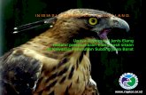 IN ISIASI PEM U LIH AN JEN IS ELAN G · PDF filepelestarian jenis burung pemangsa dan habitatnya melalui peningkatan ... •Bisa menjadi hama. No Jenis Tanggal pelepasliaran Keterangan
