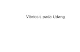 Vibriosis pada Udang - Staff Official Site Unilastaff.unila.ac.id/gnugroho/files/2015/03/Bahan-Kuliah-Karsinologi... · Isolasi mikroorganisme dari jaringan atau ... Warna merah adalah