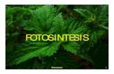 FOTOSINTESIS - web.ipb.ac.idweb.ipb.ac.id/~tpb/files/materi/biologi/Kuliah 4 Fotosintesis (non...mengandung kloroplas • Fotosintesis terjadi di dalam sel mesofil dan sel seludang
