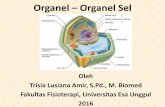 Organel Organel Sel - Biomolekulerfbm111.weblog.esaunggul.ac.id/wp-content/uploads/sites/648/2016/09/...Fungsi Membran Sel: 1. Mengatur transportasi zat dari luar ke dalam sel dan