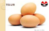 TELUR -    supply embrio ... •Lebih besar dari telur burung puyuh, ayam, bebek Telur angsa •Ukuran hampir sama dg telur itik; warna coklat keputihan Telur kalkun