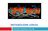 Metabolisme lemak polar dalam fasa air dan gugus non polar dalam fasa minyak Lipid polar spt ini struktur dasar pada membran biologi, tebalnya 5-10 nm ...