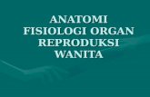 [PPT]Anatomi Fisiologi Organ Reproduksi Wanita · Web viewVisero endopelvik fascia: Adalah jaringan ikat PD serat & aliran kel yg menghubungkan organ pelvis & ddg pelvis. Fascia penting