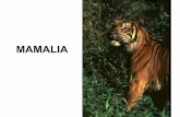 MAMALIA - aadrean.files.wordpress.com • Secara Evolusi mamalia diyakini berasal dari Reptil, namun tidak ada bukti otentik dari bentuk peralihan • Zaman Triasic 220 juta tahun