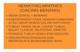NEMATHELMINTHES (CACING BENANG) - staff.unila.ac.idstaff.unila.ac.id/gnugroho/files/2012/08/Nemathelminthes-21.pdf · nemathelminthes (cacing benang) • nema (grek) = benang •