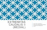 EXTREMITAS CAUDALIS II (MEDIAL) - …herlina.lecture.ub.ac.id/files/2018/03/EXTREMITAS-CAUDALIS-II... · Pada lokasi ini mungkin bisa terjadi hernia femoralis. ... Dicabangkan dari