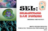 STRUKTUR DAN FUNGSI - wignyanto.lecture.ub.ac.idwignyanto.lecture.ub.ac.id/files/2013/03/3.struktur-dan-fungsi-sel.pdf · sel: struktur dan fungsi endrika widyastuti mata kuliah biologi