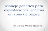 Manejo genético para explotaciones en zona de bajura · Tipos de explotación lechera en Costa Rica en zona baja • Lechería extensiva • Lechería doble propósito • Lechería