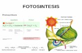 FOTOSINTESIS - flemish2016.files.wordpress.com · C3 C4 Lebih adaptif pada kondisi kandungan CO2 atmosfer tinggi adaptif di daerah panas dan kering Enzim yang menyatukan CO2 dengan