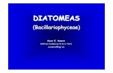 DIATOMEAS - Departamento de Estratigrafía y ...ugrestratig.es/contenidos/Documentos/actualiz_anuales/docencia... · Morfología de la valva. Diatomeas (Bacillariophyceae) Valva Vista