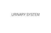 URINARY SYSTEM - dinus.ac.iddinus.ac.id/repository/docs/ajar/12._Sistem_Urinary_.pdfFISIOLOGI DARI GINJAL - DARAH. Anatomy Sistem Urinaria. Ginjal, Ureter, Vesika Urinaria, dan Uretra