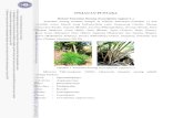 Optimasi Proses Pengeringan Simplisia Kayu Secang (Sappan ... · berbatu pada daerah yang tidak terlalu dingin di Sulawesi Selatan. Di habitat alaminya, sebagian besar pohon kayu