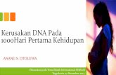 Kerusakan DNA Pada 1000Hari Pertama Kehidupan Anang S. OTOLUWA.pdf · 2014-12-02 · Pengantar Angka Kematian Ibu yang meningkat Angka Stunting meningkat Kejadian penyakit tidak menular