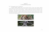 BAB II LANDASAN II.pdf · PDF fileSebagian besar hewan primata ini memakan ... Jawa Tengah adalah tidak lebih dari 4000 individu. ... Umumnya Owa Jawa termasuk jenis satwa primata