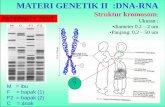 MATERI GENETIK II :DNA-RNA - .Kromosom terletak didalam inti sel berbentuk serabut yang disebut benang