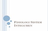 Fisiologi Sistem Integumen · Epidermis The epidermis is the outer and thinner region of the skin. It is made up of stratified squamous epithelium divided into several layers; the