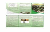 pengenaallan serangga penular (veKtor) GVHV Dinamika …sulbar.litbang.pertanian.go.id/ind/images/infoteknologi/pdf/Jeruk... · cangkokan Disaput dengan kuas yang sebelumnya dicelupkan