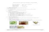  · Web viewMenyebutkan manfaat Algae bagi kehidupan manusia Menyebutkan 4 ciri tumbuhan lumut Menyebutkan urutan pergiliran keturunan tumbuhan lumut Menyebutkan 3 ciri tumbuhan paku