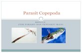 ROFFI.G (TIM PARASIT DAN PENYAKIT IKAN)blogs.unpad.ac.id/roffigrandiosa/files/2012/04/Copepoda-parasites.pdf · Serangan pada ikan dapat terjadi pada stadia copepodid, pre adult dan