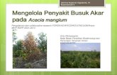 Pengalaman dari collaborative research FORDA/ACIAR/CSIRO ... · Patogen penyebab : Ganoderma sp., sedikitnya ada 6 spesies yang ditemukan pada tegakan Acacia G. philippii ... Jamur