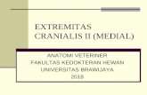 EXTREMITAS CRANIALIS II - herlina.lecture.ub.ac.idherlina.lecture.ub.ac.id/files/2018/03/EXTREMITAS-CRANIALIS-II... · melebar saat mendekati sendi bahu, merentang dari proximal ke