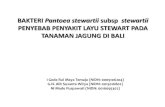 PENYEBAB PENYAKIT LAYU STEWART PADA TANAMAN … · Belum ada laporan kejadian penyakit layu stewart di Bali ... • Mendeteksi dan mengidentifikasi bakteri yang ... Morfologi Koloni