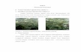 BAB II TINJAUAN PUSTAKA A. Vitex trifolia L.repository.poltekkes-denpasar.ac.id/239/3/BAB II.pdf · ... diameter segmen median dari bibir bawah 4-6 ... terdiri atas nitrogen dasar