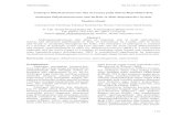Androgen Dihydrotestosterone dan Perannya pada Sistem ...journal.unair.ac.id/download-fullpapers-vetmed5a9965cc7b2full.pdf · yang memediasi aksi testosteron dan DHT dengan beraksi