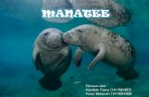 MANATEE - Staff Official Site Unilastaff.unila.ac.id/priyambodo/files/2017/04/14....Mammals-MANATEE.pdf · Perbedaan anatomi dugong dan manatee . Status konservasi Spesies manatee