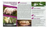 fkh.unud.ac.id · Universitas Udayana AO LATAR BELAKANG ... mengenai ilmu-ilmu ternak babi di Indonesia belum terbangun dengan baik. Sudah saatnya semua komponen ... produksi dan
