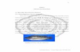 BAB II TINJAUAN PUSTAKA 2.1 Ikan Nila (Oreochromis niloticusrepository.ump.ac.id/6119/3/Febriana Widya Utami Bab II.pdf · protista prokariot yang dicirikan dengan tidak adanya ...
