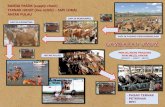 RANTAI PASOK (supply chain live cattle SAPI LOKAL ANTAR … CHAIN SAPI TERNAK... · rantai pasok (supply chain)ternak hidup (live cattle) –sapi lokalantar pulau sapi di padang penggembalaan