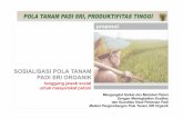 SOSIALISASI POLA TANAM PADI SRI ORGANIKblog.ub.ac.id/argayonixwirasma/files/2013/11/sri-organik-konves... · peningkatan penggunaan kuantitas dan kualitas benih, pupuk dan pestisida/insektisida.