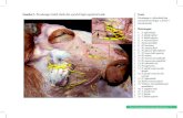 Gambar 1. Percabangan buluh darah dan syaraf di lapis ...aff.fkh.ipb.ac.id/wp-content/uploads/2012/01/SAMPEL-HALAMAN-ISI... · Atlas Neuroangiologi dan Organologi Kambing 1 Inset: