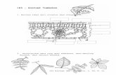 Practice Worksheet – Plant Anatomy  · Web viewVenasi daun (organisasi pembuluh daun) paralel percabangan. Jenis akar Akar tunjang serabut Jumlah bagian bunga (petala) Kelipatan