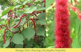 Bunga Ekor Kucing (Acalypha hispidaernawatisinaga.blog.unas.ac.id/files/2015/11/Biodiversitas-dan... · Tanaman hias berkhasiat obat di rumah penduduk Kembang sepatu Bunga matahari