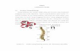 BAB II LANDASAN TEORI 2.1. Struktur Tulang Belakangsir.stikom.edu/id/eprint/1210/5/BAB_II.pdf · atlas, C2 atau aksis. Procesus spinosus pada tulang punggung akan berhubungan dengan