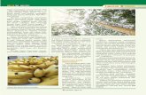 EEdisi 10, disi 10, MMei - Juni 2015ei - Juni 2015 Laporan ... 5.pdf · rata menilai prospek penana-man hortikultura cukup cerah, seiring besarnya kebutuhan ... Kayu Sengon Kebun