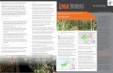 Lembar Informasi Forest Watch Indonesiafwi.or.id/wp-content/uploads/2015/06/Langkah_Kecil... · Proses tata hutan di kedua KPH belum sepenuhnya selesai Rencana Kelola 1.89 2.33 3