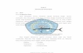 TINJAUAN PUSTAKArepository.unimus.ac.id/1613/5/11. BAB II.pdf · 2018-04-10 · scombridae. Rata-rata, ikan tongkol berukuran sepanjang 50-60 cm. Menurut FAO (2017) klasifikasi Ikan