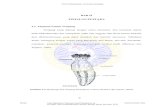 ADLN Perpustakaan Universitas Airlanggarepository.unair.ac.id/25641/14/14. Bab 2.pdf · (2005), sistem reproduksi teripang berupa gonad yang terdiri dari tubulus-tubulus yang panjangnya