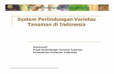 System Perlindungan Varietas Tanaman di Indonesia filepenyediaan makanan and obat-obatan. Pemberlakuan Aturan ... presiden No: 4 tahun 2006 • Anggota tim terdiri dari Menteri ekonomi,