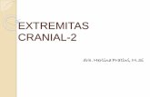 EXTREMITAS CRANIAL-2 - herlina.lecture.ub.ac.idherlina.lecture.ub.ac.id/files/2017/10/OSTEOLOGI-Ext.-Cranial-II.2017.pdf · EXTREMITAS PROXIMAL OS RADIUS Fovea capitularis –dg capitulum