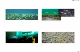 04/12/12staff.unila.ac.id/ekoefendi/files/2012/05/04_MARINE-BENTHOS_4.pdf · •Corals adalah hewan ... sibiosis dengan zooxanthellae sebagai respon tekanan lingkungan ) ... •May