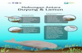 Hubungan Antara Duyung & Lamun - dugongconservation.org · Hubungan yang saling menguntungkan (simbiosis mutualisme) antara duyung dan lamun dapat menjamin keseimbangan ekologis ﬂora
