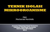 Oleh Mochamad Nurcholis - mnurcholis.lecture.ub.ac.idmnurcholis.lecture.ub.ac.id/files/2013/05/6_Teknik-Isolasi-Mikroorganisme.pdf · Seri Pengenceran & Teknik Isolasi. Aseptis alat
